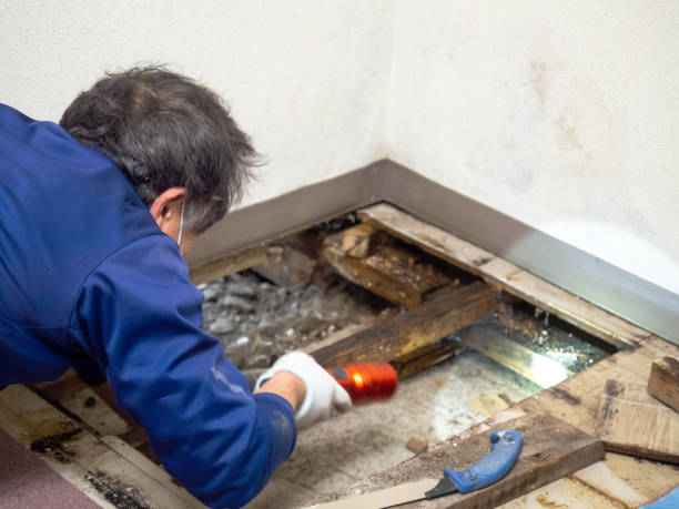Best White Mold Remediation in El Paso, IL