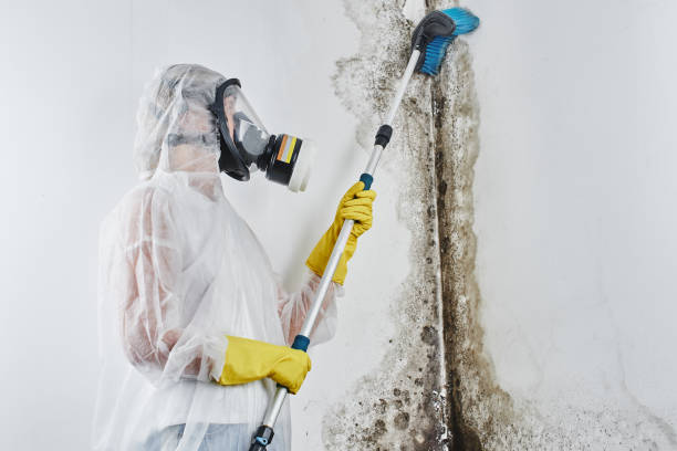 Best Residential Mold Remediation in El Paso, IL