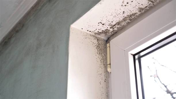 Best Commercial Mold Remediation in El Paso, IL