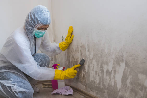 Best Mold Testing and Inspection Services in El Paso, IL