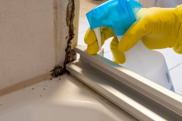 Best Black Mold Remediation in El Paso, IL