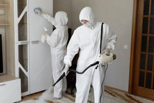 Best Insurance-Related Mold Remediation in El Paso, IL