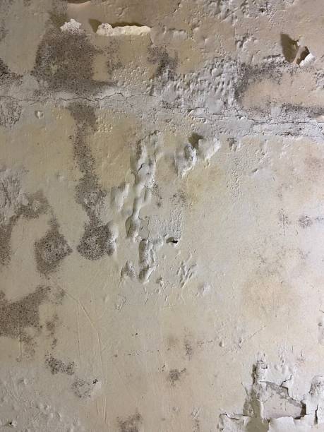 Trusted El Paso, IL Mold Remediation Experts