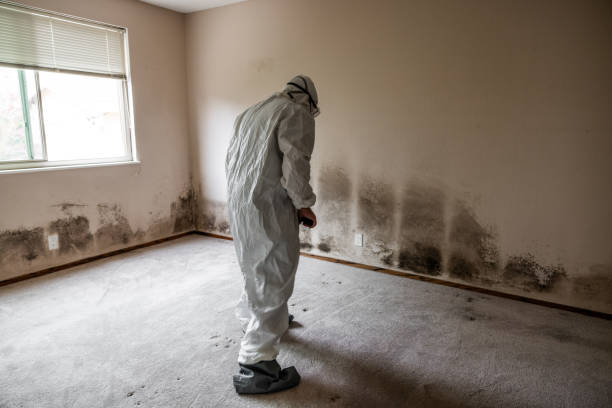 Best Attic Mold Remediation in El Paso, IL