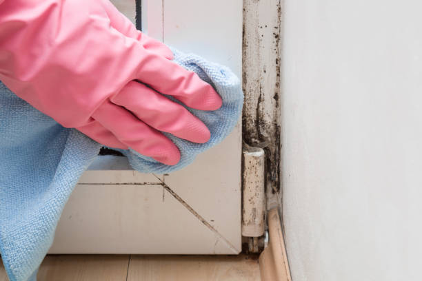 Best Health and Safety Mold Remediation in El Paso, IL